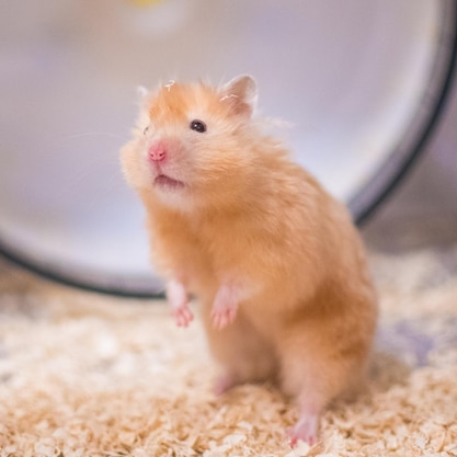 Hamster